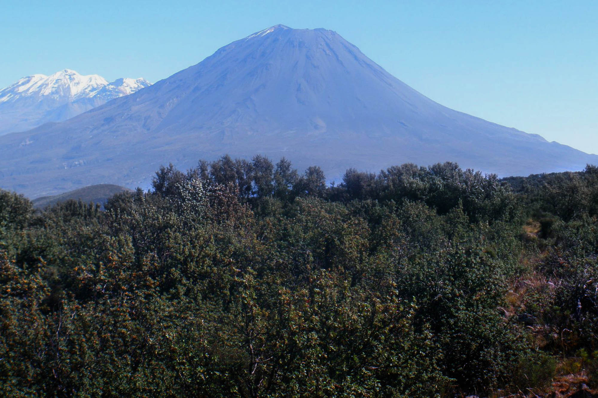 un árbol, una vida